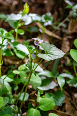 ニョイスミレ（ツボスミレ）