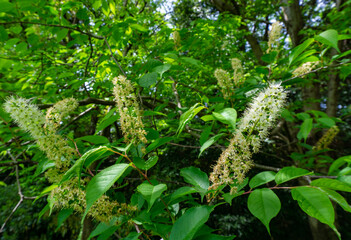 ウワズミザクラ