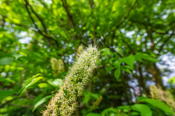 ウワズミザクラ