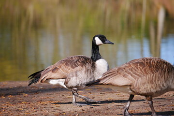 a canada goose walks close to other geese on the bank of a lake Branta canadensis