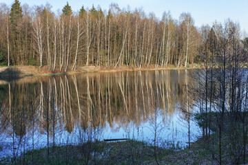 Reflection of Russian birches in a lake in the forest at sunset