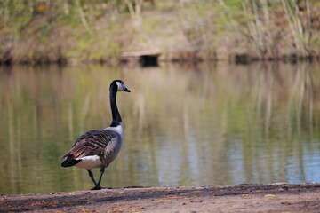 a canada goose is standing cross legged on the shore of the lake and looking at the lake Branta canadensis