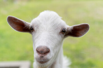 可愛いヤギ