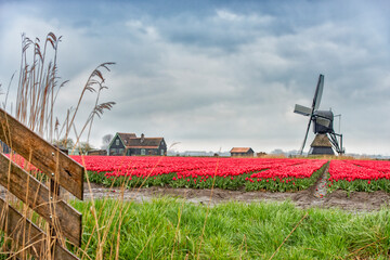 Dutch red tulips and windmill on a rainy afternoon.