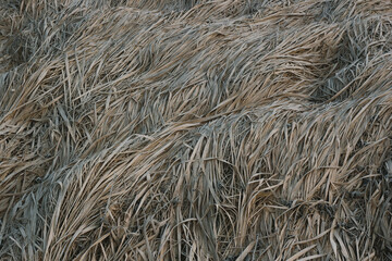 Fallen, frozen grass in the field.