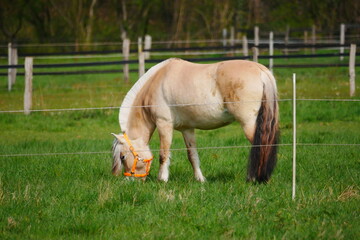 Naklejka na ściany i meble light brown horse with brown ponytail and white mane grazes on a green pasture in spring