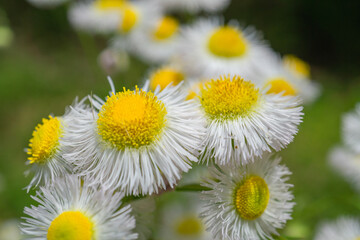 満開のハルジオンの花