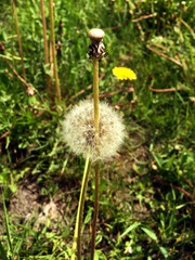 Little dandelion flower growing on the grass field.