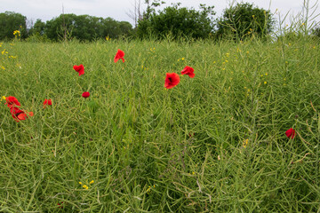 Blühende Blumenwiese mit bienenfreundlichen Pflanzen im Mai. Ein schöner Blühstreifen zur Förderung der lokalen Biodiversität.