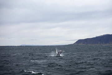 Iceland Island Natur