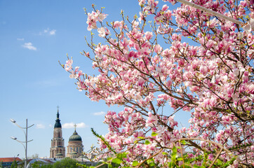 Blooming trees in the spring outdoors in the park landscape, magnolia, sakura, cherry, apple tree
