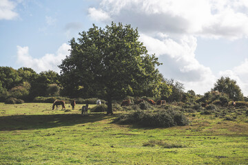 New Forest Ponies, Hampshire, UK