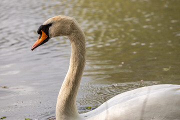 swan on the water