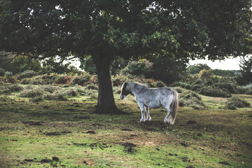 Fototapeta premium New Forest Ponies, Hampshire, UK