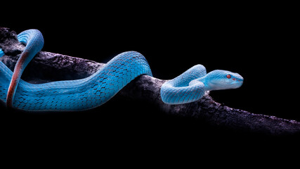 Exotic blue insularis viper venomous snake isolated close up in dark black background