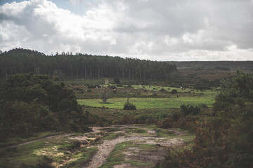 New Forest Landscape, Hampshire, UK
