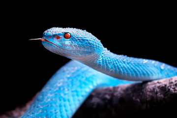 Exotic blue insularis viper venomous snake isolated close up in dark black background
