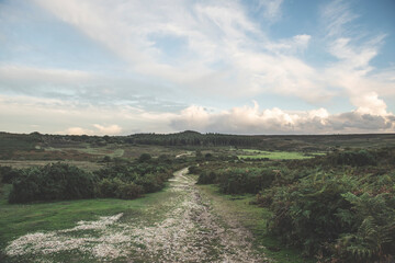 New Forest Landscape, Hampshire, UK