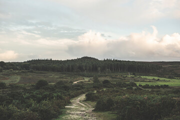 New Forest Landscape, Hampshire, UK