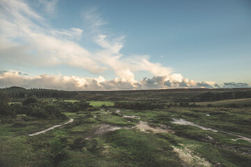 New Forest Landscape, Hampshire, UK