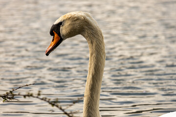 close up of a mute swan