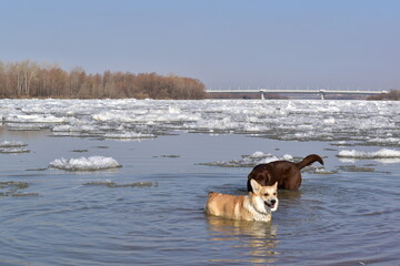 Early spring. Happy Labrador and corgi swim in the river during the ice drift.