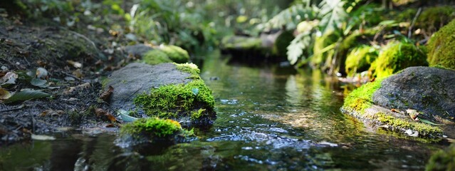 Small river (stream) in the dark evergreen forest. Crystal clear water, rocks, moss, fern, plants...