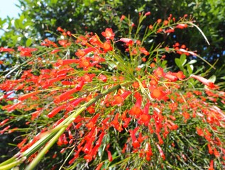 赤い可愛い花みつけた！ルッセリア。