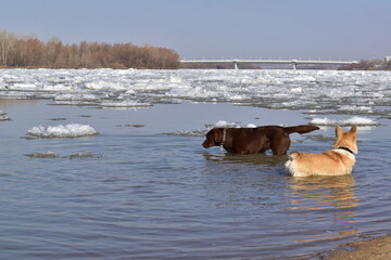 Early spring. Happy Labrador and corgi swim in the river during the ice drift.