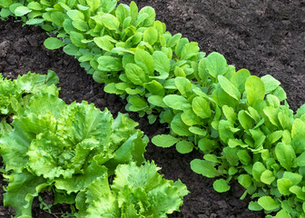  young lettuce plants