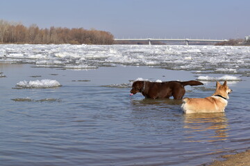 Early spring. Happy Labrador and corgi swim in the river during the ice drift.