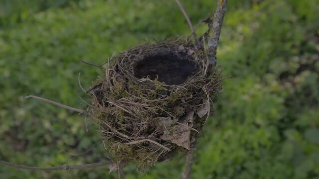 Bird nest natural in tree bush detail close-up 4K