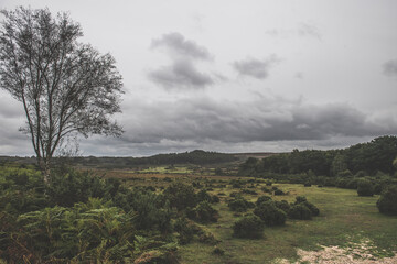 Obraz premium New Forest Landscape, Hampshire, UK