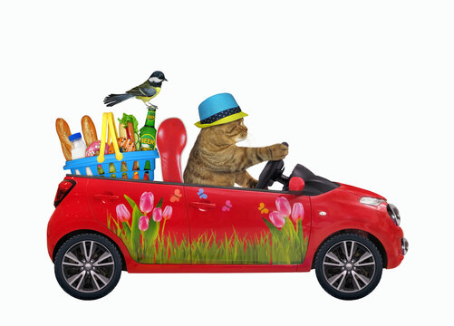 A beige cat drives a red car with a plastic basket with food. White background. Isolated.