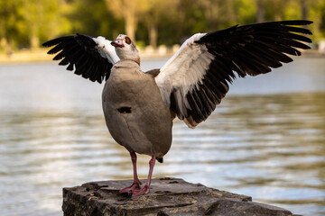 Fototapeta premium Canadian goose with open wings at German park