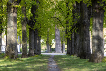 Fototapeta na wymiar Trail in public park of Cologne, Germany