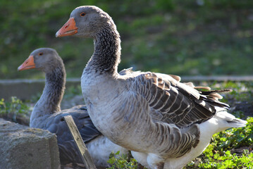 gray geese in the yard, garden, rural view, country geese, village geese