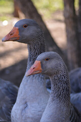 gray geese in the yard, garden, rural view, country geese, village geese
