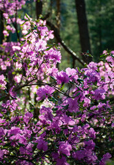 Pink and white flowers. Rhododendron ledebourii.