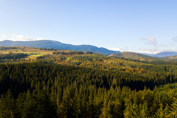 Obraz premium Aerial view of bright green spruce and yellow autumn trees in fall forest and distant high mountains.
