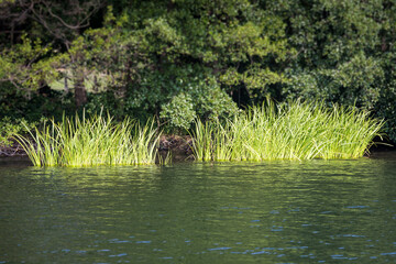 Grass and Trees on Shore of Lake, Germany, Europe