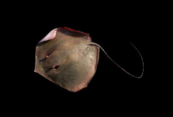 Southern stingray fish (dasyatis americana) high resolution image isolated on black. © DiversePixels