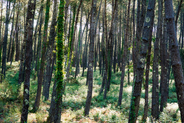Obraz premium Beautiful landscape of the Landes forest in the south west of France