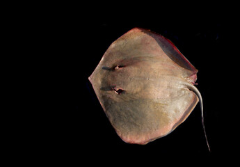 Southern stingray fish (dasyatis americana) high resolution image isolated on black.