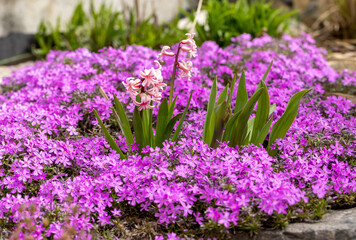 Obraz premium Blooming hisacinths among lilac aubrieta deltoidea flowers in the summer garden