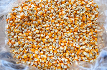 close up of yellow corn seeds can be use as background