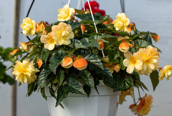 Big yellow flowers of begonia in flowerpot in summer decorative garden . Seasonal flowers