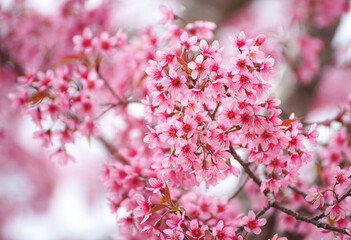 Wild Himalayan Cherry flowers or Sakura across blue sky