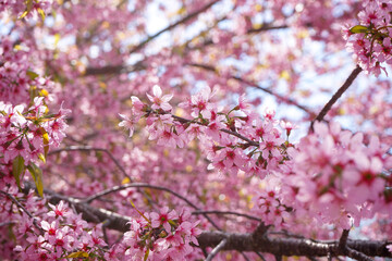 Wild Himalayan Cherry flowers or Sakura across blue sky