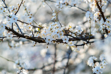 Fruit tree twigs with blooming white and pink petal flowers in spring garden.